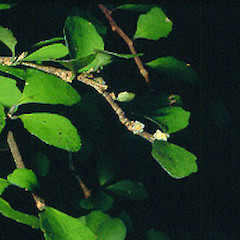 Hauraki plains, January.<br>Photographer: John Smith-Dodsworth, Licence: <a target='_blank' href='https://creativecommons.org/licenses/by-nc/4.0'>CC BY-NC</a>.