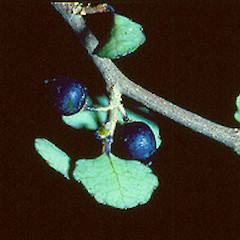Hauraki plains, January.<br>Photographer: John Smith-Dodsworth, Licence: <a target='_blank' href='https://creativecommons.org/licenses/by-nc/4.0'>CC BY-NC</a>.