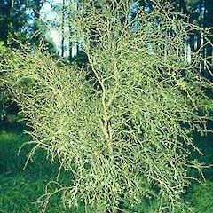 Hauraki plains, January.<br>Photographer: John Smith-Dodsworth, Licence: <a target='_blank' href='https://creativecommons.org/licenses/by-nc/4.0'>CC BY-NC</a>.