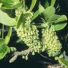 Coromandel, October.<br>Photographer: John Smith-Dodsworth, Licence: <a target='_blank' href='https://creativecommons.org/licenses/by-nc/4.0'>CC BY-NC</a>. <a class='member-message' href='/nzpcn/why-join-nzpcn/' target='_blank'>Members can view a larger version of this image.</a>