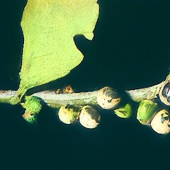 Tuhuia Is, Coromandel, April.<br>Photographer: John Smith-Dodsworth, Licence: <a target='_blank' href='https://creativecommons.org/licenses/by-nc/4.0'>CC BY-NC</a>. <a class='member-message' href='/nzpcn/why-join-nzpcn/' target='_blank'>Members can view a larger version of this image.</a>