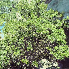 Tuhuia Is, Coromandel, April.<br>Photographer: John Smith-Dodsworth, Licence: <a target='_blank' href='https://creativecommons.org/licenses/by-nc/4.0'>CC BY-NC</a>. <a class='member-message' href='/nzpcn/why-join-nzpcn/' target='_blank'>Members can view a larger version of this image.</a>