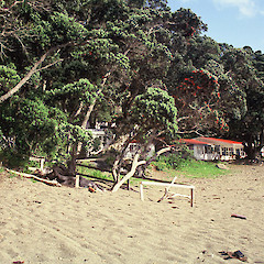 Tuhua.<br>Photographer: Peter J de Lange, Licence: <a target='_blank' href='https://creativecommons.org/licenses/by-nc/4.0'>CC BY-NC</a>.