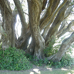 Te Araroa, East Cape.<br>Photographer: John Sawyer, Licence: <a target='_blank' href='https://creativecommons.org/licenses/by-nc/4.0'>CC BY-NC</a>.