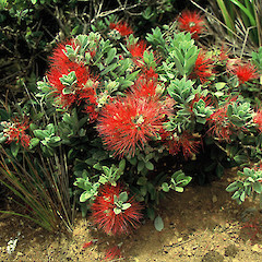 Bald Hill, Great Island.<br>Photographer: Peter J de Lange, Licence: <a target='_blank' href='https://creativecommons.org/licenses/by-nc/4.0'>CC BY-NC</a>.