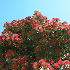 Wellington.<br>Photographer: John Sawyer, Date taken: 01/01/2010, Licence: <a target='_blank' href='https://creativecommons.org/licenses/by-nc/4.0'>CC BY-NC</a>.
