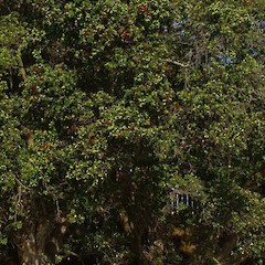 Metrosideros excelsa.<br>Photographer: Wayne Bennett, Licence: <a target='_blank' href='https://creativecommons.org/licenses/by-nc/4.0'>CC BY-NC</a>.