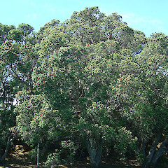 Metrosideros excelsa.<br>Photographer: Wayne Bennett, Licence: <a target='_blank' href='https://creativecommons.org/licenses/by-nc/4.0'>CC BY-NC</a>.
