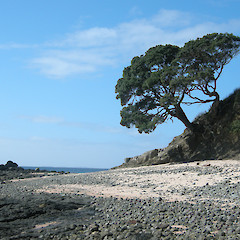 Henderson Bay, Northland.<br>Photographer: John Sawyer, Date taken: 01/09/2010, Licence: <a target='_blank' href='https://creativecommons.org/licenses/by-nc/4.0'>CC BY-NC</a>.