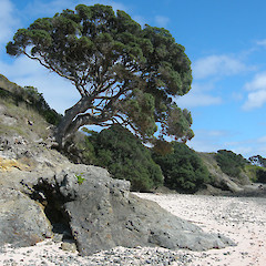 Henderson Bay, Northland.<br>Photographer: John Sawyer, Date taken: 01/08/2010, Licence: <a target='_blank' href='https://creativecommons.org/licenses/by-nc/4.0'>CC BY-NC</a>.