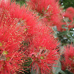 In cultivation.<br>Photographer: Jesse Bythell, Licence: <a target='_blank' href='https://creativecommons.org/licenses/by-nc/4.0'>CC BY-NC</a>.
