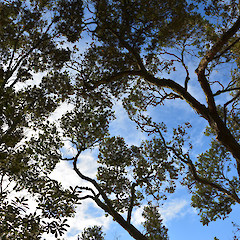 Home Bay, Auckland.<br>Photographer: John Sawyer, Licence: <a target='_blank' href='https://creativecommons.org/licenses/by-nc/4.0'>CC BY-NC</a>.