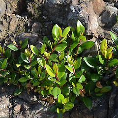 Te Arai, Auckland.<br>Photographer: John Sawyer, Licence: <a target='_blank' href='https://creativecommons.org/licenses/by-nc/4.0'>CC BY-NC</a>.