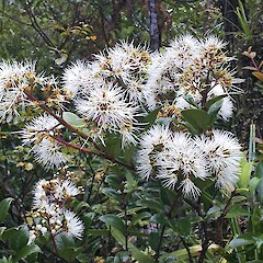 Metrosideros albiflora