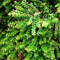 Metrosideros carminea.<br>Photographer: Peter J de Lange, Licence: <a target='_blank' href='https://creativecommons.org/licenses/by-nc/4.0'>CC BY-NC</a>.