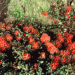 Metrosideros carminea.<br>Photographer: John Dawson, Licence: All rights reserved.