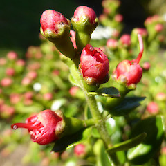 Flower buds close to opening; garden plant, Whanganui.<br>Photographer: Colin C. Ogle, Date taken: 21/09/2019, Licence: <a target='_blank' href='https://creativecommons.org/licenses/by-nc/4.0'>CC BY-NC</a>.
