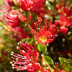 Garden plant, Whanganui.<br>Photographer: Colin C. Ogle, Date taken: 29/09/2019, Licence: <a target='_blank' href='https://creativecommons.org/licenses/by-nc/4.0'>CC BY-NC</a>.