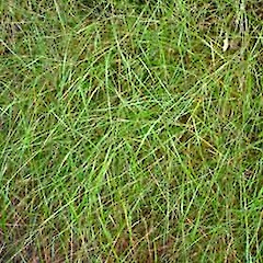 Microlaena polynoda