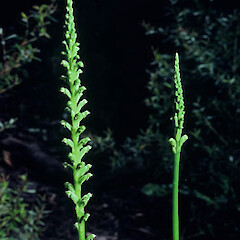 Microtis unifolia