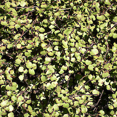 In cultivation.<br>Photographer: Jeremy R. Rolfe, Date taken: 31/05/2005, Licence: <a target='_blank' href='https://creativecommons.org/licenses/by/4.0'>CC BY</a>.