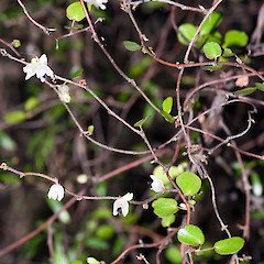 Pauatahanui.<br>Photographer: Jeremy R. Rolfe, Date taken: 08/04/2006, Licence: <a target='_blank' href='https://creativecommons.org/licenses/by/4.0'>CC BY</a>.