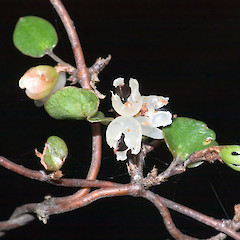 Pauatahanui.<br>Photographer: Jeremy R. Rolfe, Date taken: 08/04/2006, Licence: <a target='_blank' href='https://creativecommons.org/licenses/by/4.0'>CC BY</a>.