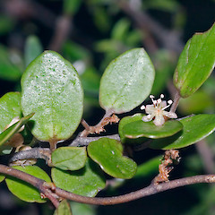 Staminate flower. Pauatahanui.<br>Photographer: Jeremy R. Rolfe, Date taken: 08/04/2006, Licence: <a target='_blank' href='https://creativecommons.org/licenses/by/4.0'>CC BY</a>.