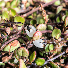Fruit. South Taranaki coast.<br>Photographer: Jeremy R. Rolfe, Date taken: 16/02/2015, Licence: <a target='_blank' href='https://creativecommons.org/licenses/by/4.0'>CC BY</a>.