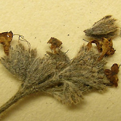 Flowers.<br>Photographer: WELT herbarium, Museum of New Zealand Te Papa Tongarewa, Licence: All rights reserved.