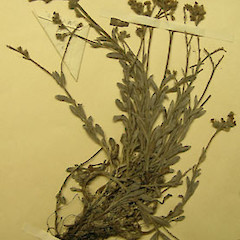 A flowering plant.<br>Photographer: WELT herbarium, Museum of New Zealand Te Papa Tongarewa, Licence: All rights reserved.