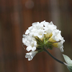 Close up of inflorescence, in cultivation.<br>Photographer: Mike Thorsen, Licence: All rights reserved.