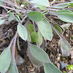 Cult. plant ex Luggate terraces.<br>Photographer: John Barkla, Licence: <a target='_blank' href='https://creativecommons.org/licenses/by/4.0'>CC BY</a>. <a class='member-message' href='/nzpcn/why-join-nzpcn/' target='_blank'>Members can view a larger version of this image.</a>