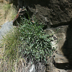 Wye Creek, Remarkables.<br>Photographer: Mike Thorsen, Licence: All rights reserved. <a class='member-message' href='/nzpcn/why-join-nzpcn/' target='_blank'>Members can view a larger version of this image.</a>