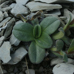 Myosotis traversii subsp. traversii