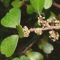 cultivated, July.<br>Photographer: John Smith-Dodsworth, Licence: <a target='_blank' href='https://creativecommons.org/licenses/by-nc/4.0'>CC BY-NC</a>.