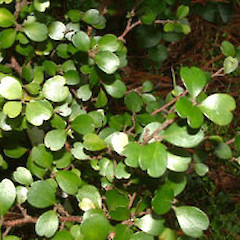 cultivated, July.<br>Photographer: John Smith-Dodsworth, Licence: <a target='_blank' href='https://creativecommons.org/licenses/by-nc/4.0'>CC BY-NC</a>.