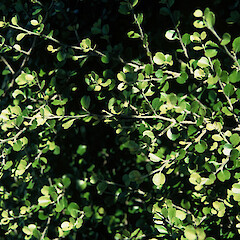 Ex. Tawhiti Rahi.<br>Photographer: Gillian M. Crowcroft, Licence: All rights reserved. <a class='member-message' href='/nzpcn/why-join-nzpcn/' target='_blank'>Members can view a larger version of this image.</a>