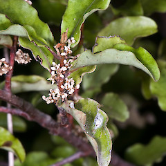 Staminate flowers. Remutaka Forest Park.<br>Photographer: Jeremy R. Rolfe, Date taken: 04/03/2010, Licence: <a target='_blank' href='https://creativecommons.org/licenses/by/4.0'>CC BY</a>.