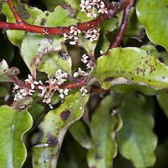 Staminate flowers. Remutaka Forest Park.<br>Photographer: Jeremy R. Rolfe, Date taken: 04/03/2010, Licence: <a target='_blank' href='https://creativecommons.org/licenses/by/4.0'>CC BY</a>.