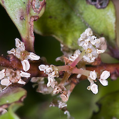 Staminate flowers. Remutaka Forest Park.<br>Photographer: Jeremy R. Rolfe, Date taken: 04/03/2010, Licence: <a target='_blank' href='https://creativecommons.org/licenses/by/4.0'>CC BY</a>.