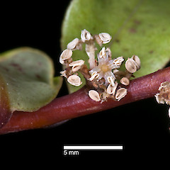 Staminate flowers. Remutaka Forest Park.<br>Photographer: Jeremy R. Rolfe, Date taken: 04/03/2010, Licence: <a target='_blank' href='https://creativecommons.org/licenses/by/4.0'>CC BY</a>.