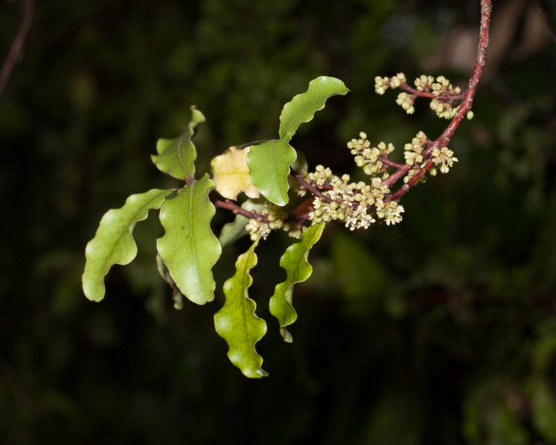 Myrsine australis • New Zealand Plant Conservation Network