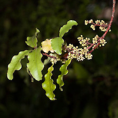 Myrsine australis.<br>Photographer: Mike Thorsen, Licence: All rights reserved.