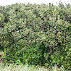 Henga, Chatham Island.<br>Photographer: Jeremy R. Rolfe, Date taken: 31/05/2013, Licence: <a target='_blank' href='https://creativecommons.org/licenses/by/4.0'>CC BY</a>. <a class='member-message' href='/nzpcn/why-join-nzpcn/' target='_blank'>Members can view a larger version of this image.</a>