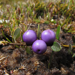Key Summit, Fiordland.<br>Photographer: John Barkla, Licence: <a target='_blank' href='https://creativecommons.org/licenses/by/4.0'>CC BY</a>.