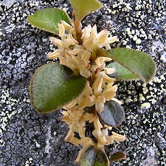 Kakanui Mountains, November, in flower.<br>Photographer: John Barkla, Licence: <a target='_blank' href='https://creativecommons.org/licenses/by/4.0'>CC BY</a>.