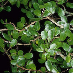 Foliage of M. umbricola at type locality, Mt Holdsworth.<br>Photographer: Peter B. Heenan, Licence: <a target='_blank' href='https://creativecommons.org/licenses/by-nc/4.0'>CC BY-NC</a>.