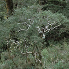 Mature specimen at type locality, Mt Holdsworth.<br>Photographer: Peter B. Heenan, Licence: <a target='_blank' href='https://creativecommons.org/licenses/by-nc/4.0'>CC BY-NC</a>.