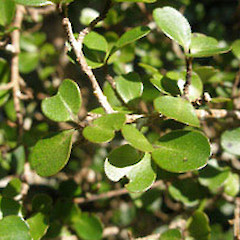 Myrsine umbricola.<br>Photographer: John Sawyer, Licence: <a target='_blank' href='https://creativecommons.org/licenses/by-nc/4.0'>CC BY-NC</a>.